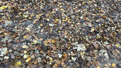 Fallen Leaves in the Forest