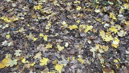 Fallen Leaves in the Forest