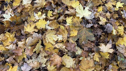 Fallen Leaves in the Forest