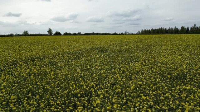 Aerial view of a bright yellow canola field stretching to the horizon, contrasting with the cloudy sky and distant trees, Bibury, England, United Kingdom.