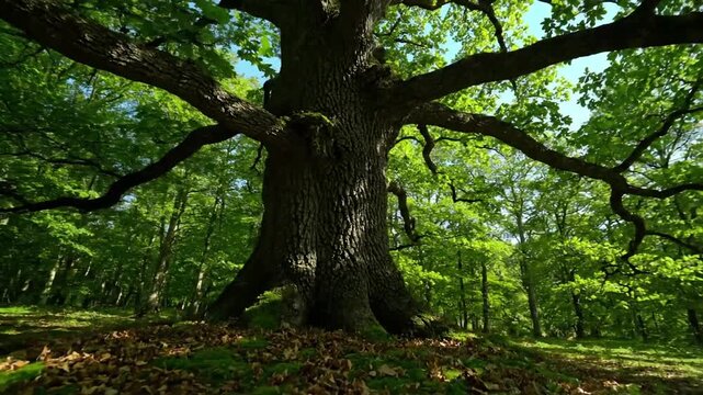 A wide angle, low perspective shot of a majestic, ancient oak tree, its gnarled branches reaching towards the sky, symbolizing resilience, endurance, and the passage of time in a pristine natural sett