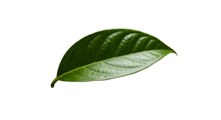 Single vibrant green leaf against a stark black background