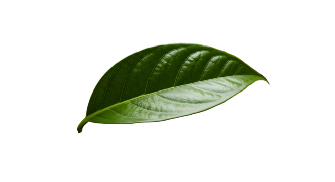 Single vibrant green leaf against a stark black background