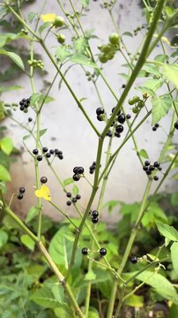 Lenca or Solanum nigrum, the eggplant plant of the Solanaceae family.