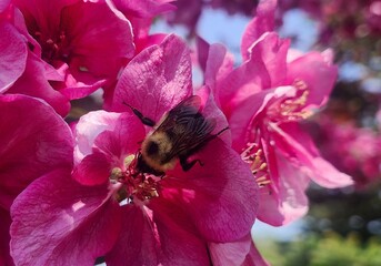 bee on  a pink flower