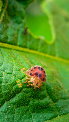 Extreme Macro of Spotted Lady Beetle Facing Camera on Green Leaf