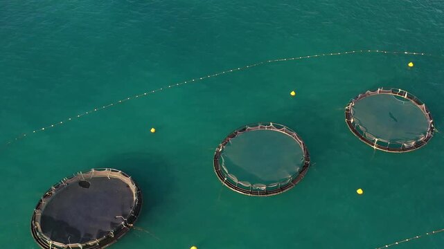 Aerial view of circular fish farms contrasting with the turquoise sea, creating an intricate pattern of industry and nature, Mellieha, Malta.