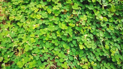 Desmodium triflorum with small green leaves