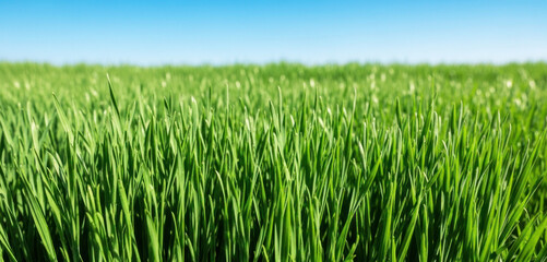 Obraz premium A vibrant green grass field with a clear blue sky in the background.