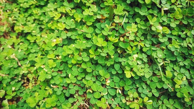 Desmodium triflorum with small green leaves