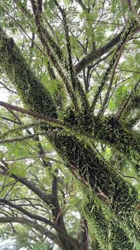 Pyrrosia piloselloides covers the samanea saman tree or trembesi tree in Indonesia