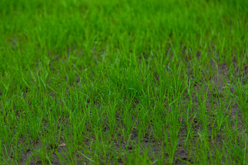 Young lawn grass growing. Selective focus.