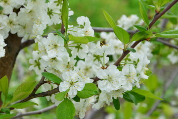 Delicate White Flowers of plum tree Blooming on a Tree Branch in Spring