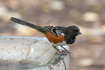 Sptted Towhee