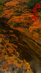 大子町　紅葉と川　秋の茨城　絶景　縦構図