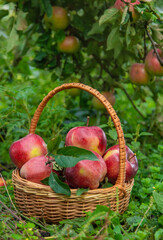 Apple harvest in the garden. Selective focus.
