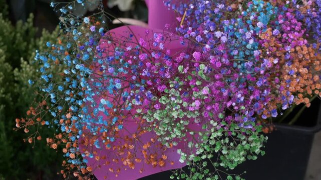 Colorful bouquet of tiny gypsophila flowers creating cheerful market moment, soft detail and natural shades forming calm floral scene and warm lifestyle feeling. Gypsophila flowers in fresh bouquet. 