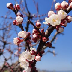 blooming cherry tree