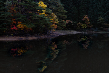 Fototapeta premium autumn leaves