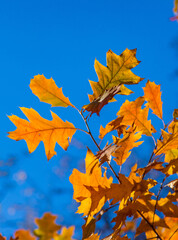 Autumn leaves in the park. Selective focus.