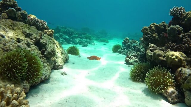 A close up perspective highlighting the intricate textures and vibrant colors of a starfish slowly moving across a sun dappled coral reef, showcasing its delicate tube feet.