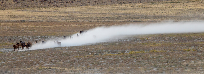 Herd of Wild Horses Running Across the Utah Desert in Autumn