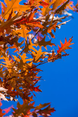 Autumn leaves in the park. Selective focus.
