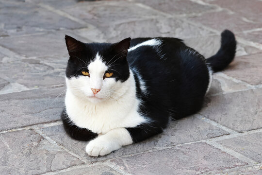 Black and white cat resting on stone pavement. - Powered by Adobe