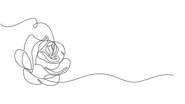 Animated self drawing of continuous line draw rose flower. Full length one line animation. 4K, Animated self drawing of continuous line draw rose flower. Full length one line animation. 4K, Animated