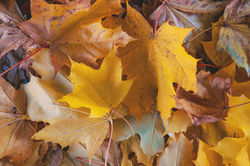 Autumn beautiful yellow leaves background. Selective focus.