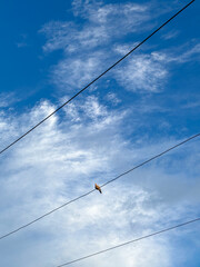 P&aacute;jaro solitario