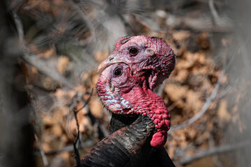 Turkey Toms Fighting