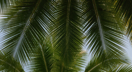Symmetrical green palm fronds forming natural tropical canopy with soft sky background and detailed leaf texture overhead