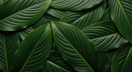 Lush overlapping green tropical leaves forming natural abstract foliage pattern with rich texture and soft directional light