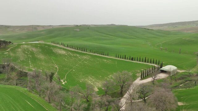 Aerial view of the trees aligned on the road through the vast green fields, creating a beautiful pattern in Pienza, Tuscany, Italy.
