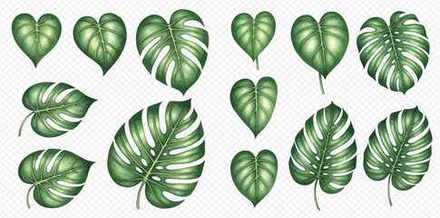 Set of tropical green leaves, monstera and heart-shaped philodendron foliage, botanical illustration. © Akun