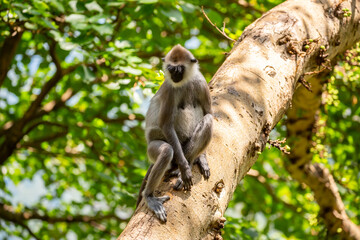 Gray hanuman langurs on a tree. Monkeys in the wild in the jungles of Sri Lanka. Troop of monkeys on trees. Wildlife scene with wild animals.