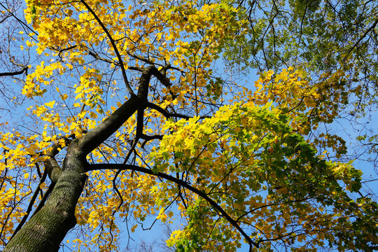 Low angle view of a maple tree with vibrant yellow and green autumn leaves against a clear blue sky in Krakow Poland representing seasonal change