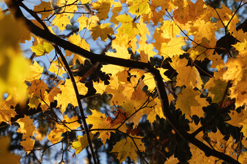 Backlit yellow maple leaves glowing in the sunlight on dark branches against a blue sky in Krakow Poland representing the beauty of the golden autumn season