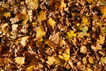 Top-down view of a dense carpet of dry yellow and brown fallen maple leaves in Krakow Poland creating a natural autumn texture background
