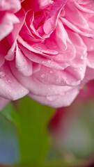 Macro Close-up of Pink Rose Petals Adorned with Raindrops