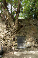 Obraz premium 気根が張りめぐる第32軍司令部壕