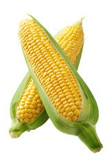 Two crossed ears of yellow corn, with vibrant green husks