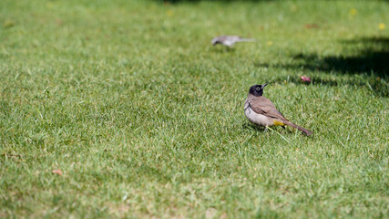 White-spectacled Bulbul standing on a green lawn in Marmaris Turkey with copy space. This Mediterranean songbird features a black head and yellow vent representing local wildlife
