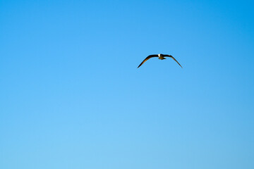 Obraz premium Solitary seagull flying with wings spread against a clear blue sky in Greece representing freedom and summer travel with vast copy space for minimal design