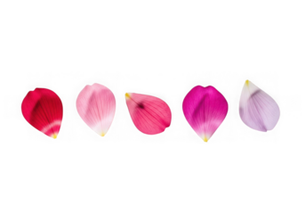 Five colorful rose petal falling isolated on transparent background
