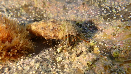 Mediterranean rocky shore hermit crab or Mediterranean intertidal hermit crab (Clibanarius erythropus) in common cerith (Thericium vulgatum) shell undersea, Ligurian Sea, Italy, Imperia