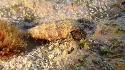 Mediterranean rocky shore hermit crab or Mediterranean intertidal hermit crab (Clibanarius erythropus) in common cerith (Thericium vulgatum) shell undersea, Ligurian Sea, Italy, Imperia