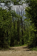 Obraz premium A scenic dirt road meandering through lush greenery at Monte Conero, framed by vibrant green trees and branches reaching toward the sky.
