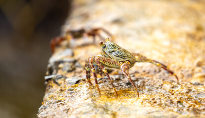 Crab on the beach runs along the pier. Exotic animals in resort places. The concept of a beach holiday in the tropics.